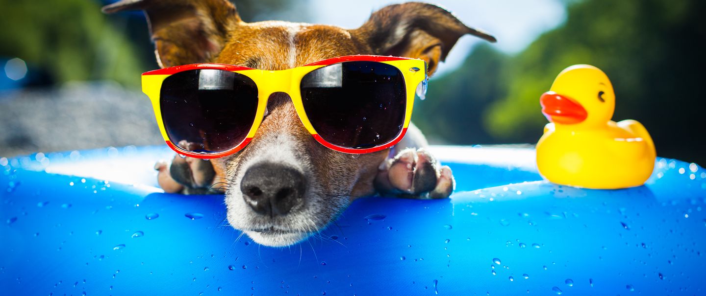 Keeping Animals Cool in Summer Essential Pet Care Tips