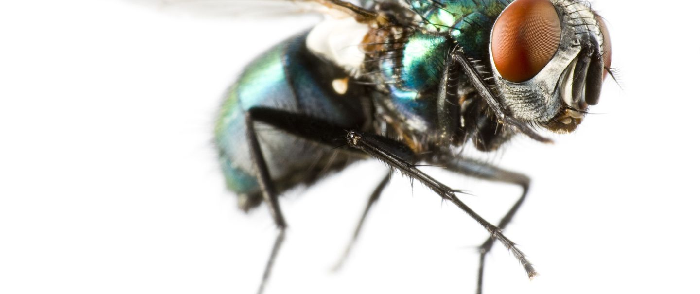 Extreme close-up of a flying house fly