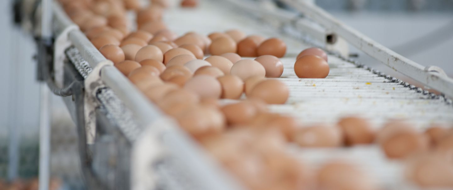 Why Are Egg Prices So High? Some Say Corporate Greed