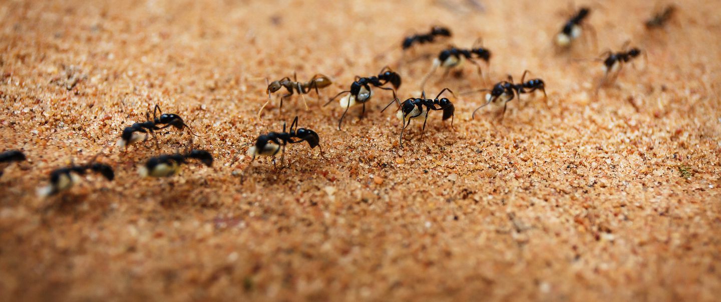 How To Permanently Get Rid Of Ants in 4 Simple Steps