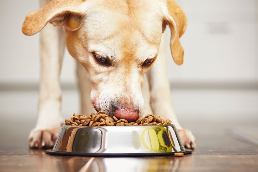 Pet Food Recall