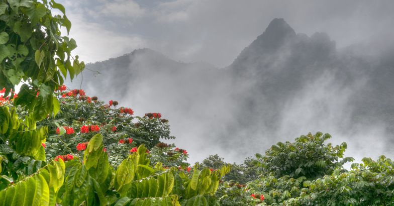el yunque rainforest
