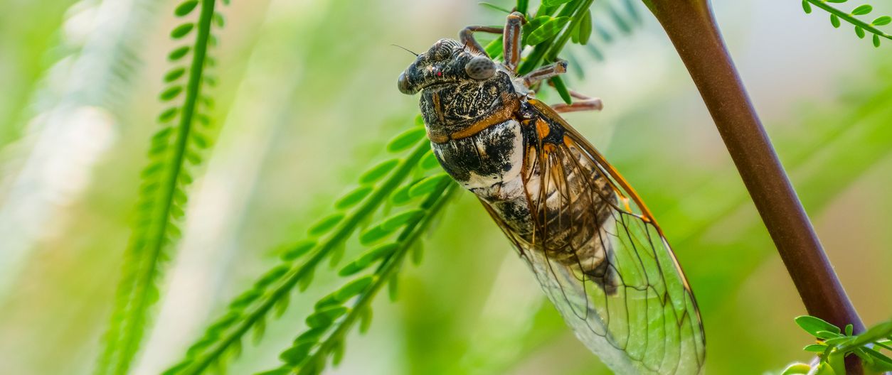 Fun Facts About Cicadas