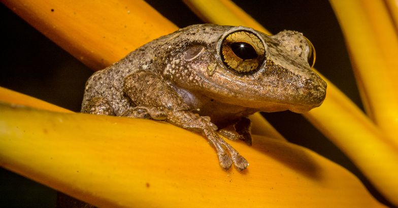 coqui frog