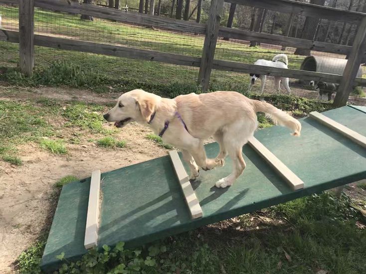 Best Dog Parks in America