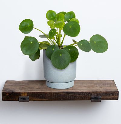 Greendigs | Pilea