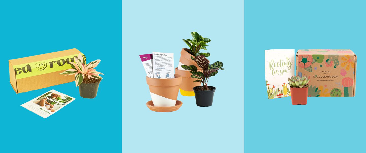The Best Plant Subscription Boxes in 2022