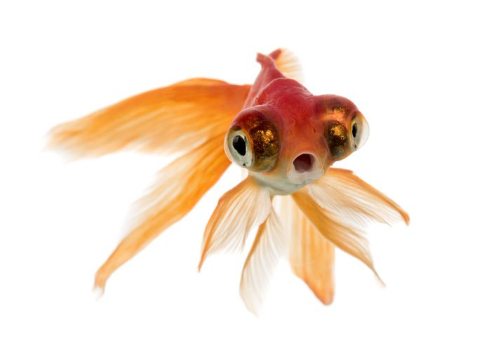Surprised fish