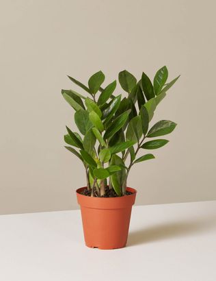 The Sill | Best for Customization