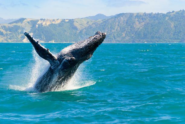 Whale off Hawaii coast